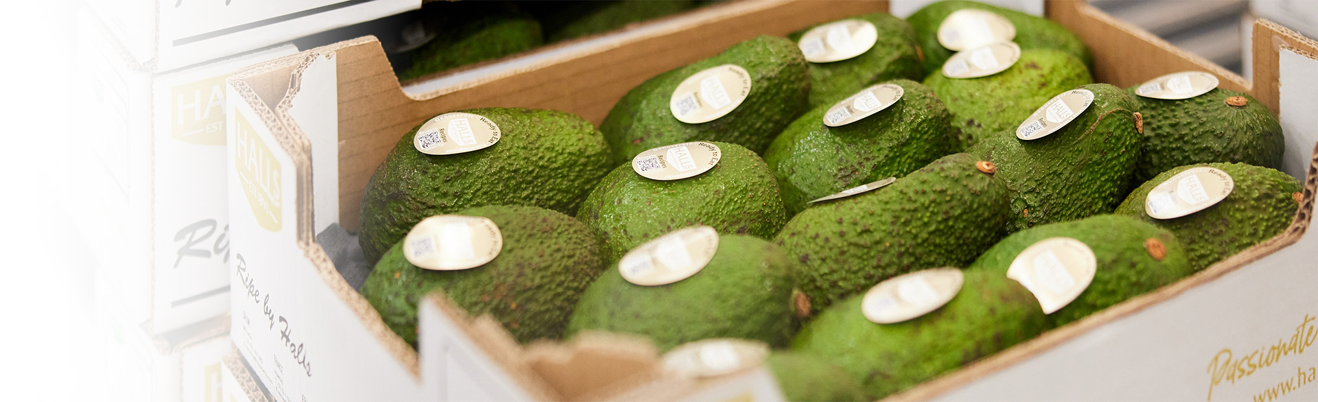 Avocados
