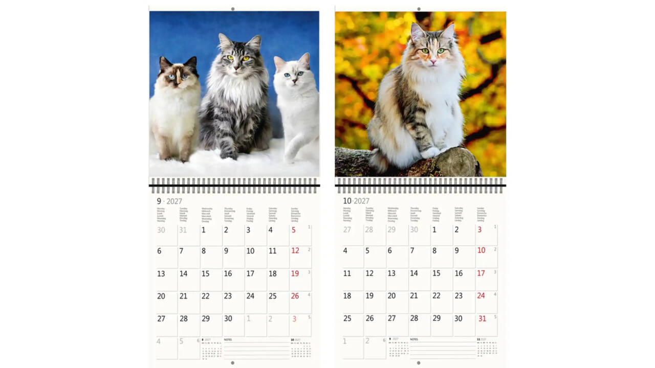 Kalender 2027 Helma 365 30x30cm katten