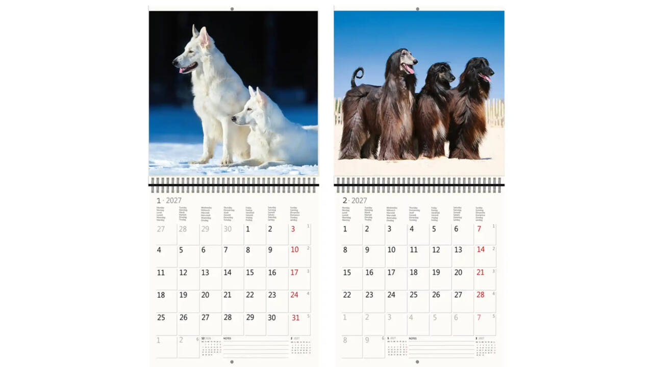 Kalender 2027 Helma 365 30x30cm honden