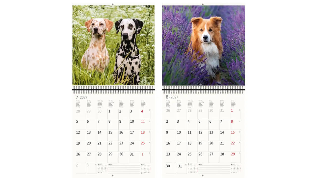 Kalender 2027 Helma 365 30x30cm honden