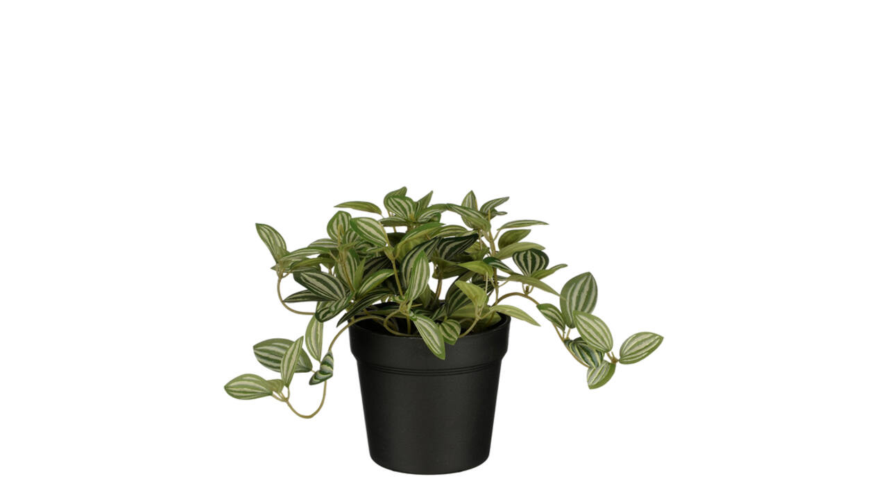 Kunstplant Mica Tradescantia in pot 16x16cm