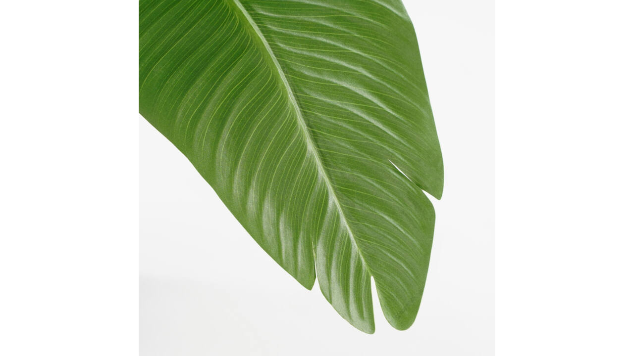 Kunstplant Mica Bananen boom in plastic pot 180x30cm