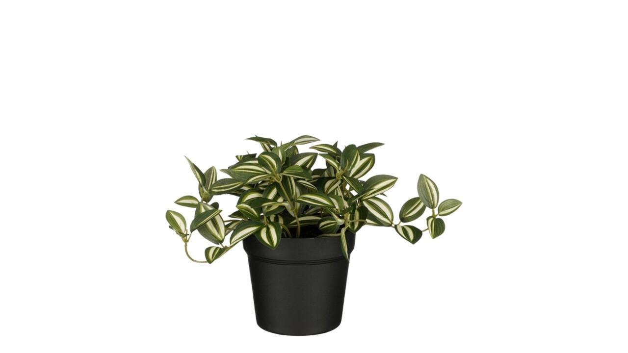 Kunstplant Mica Tradescantia in pot groen 16x16cm