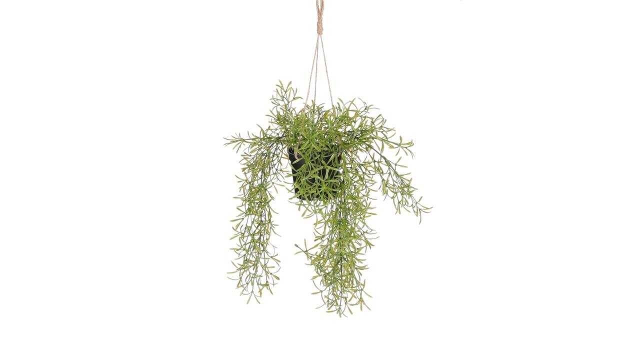 Kunstplant Mica Rhipsalis hangend in pot groen Ø9,5cm 40x20cm