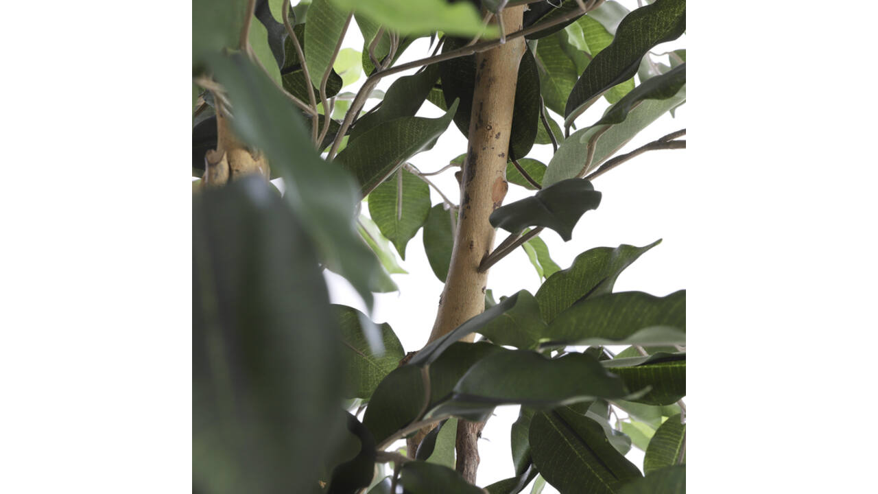 Kunstplant Mica Ficus groen in plastic pot Ø85 150cm