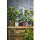 Kunstplant Mica Pilea in pot Ø11,5cm 35x25cm