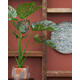 Kunstplant Mica Monstera in plastic pot 100x70cm