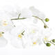 Kunstplant Mica Phalaenopsis orchideeën wit in plastic pot 79x51cm