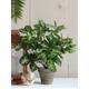 Kunstplant Mica Syngonium groen in pot Ø25 35cm