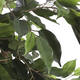 Kunstplant Mica Ficus groen in plastic pot Ø85 150cm