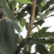 Kunstplant Mica Ficus groen in plastic pot Ø85 150cm