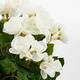 Kunstplant Mica Begonia wit in pot Stan grijs Ø25 30cm