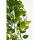 Kunstplant Mica Ficus hangend in pot groen Ø20 46cm