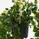 Kunstplant Mica Ficus hangend in pot groen Ø20 46cm
