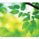 Muismat Fellowes natuur collectie bladeren 228x203mm