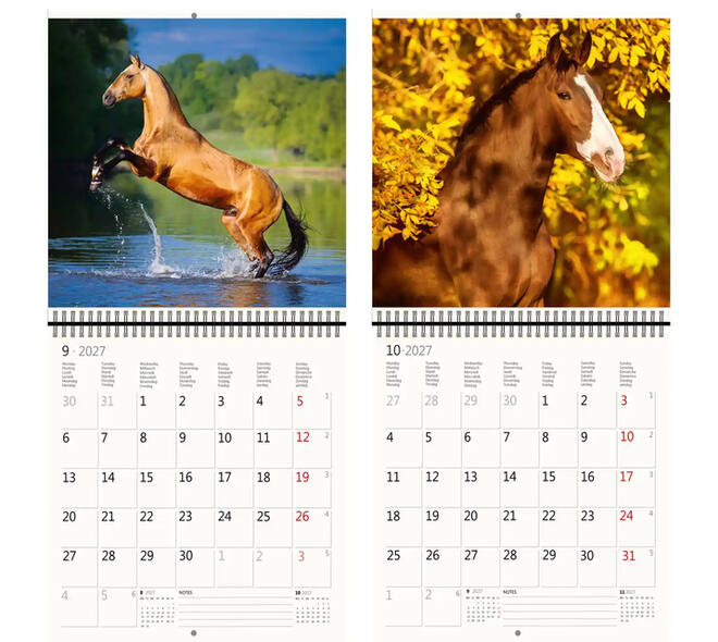 Kalender 2027 Helma 365 30x30cm paarden
