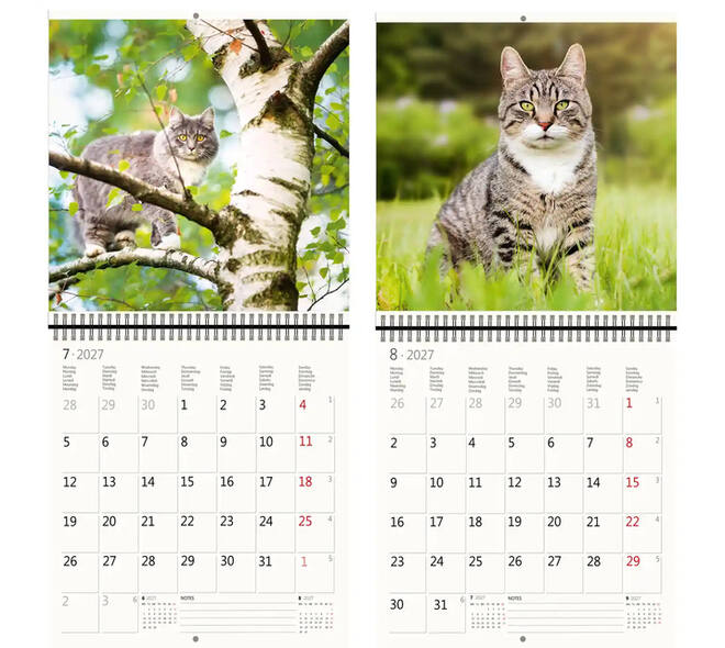 Kalender 2027 Helma 365 30x30cm katten
