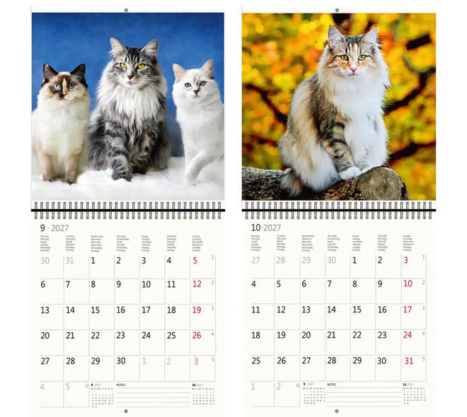 Kalender 2027 Helma 365 30x30cm katten