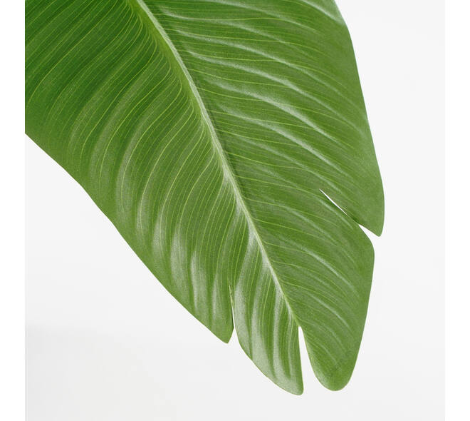 Kunstplant Mica Bananen boom in plastic pot 180x30cm