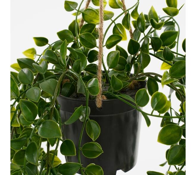Kunstplant Mica Ficus hangend in pot groen Ø20 46cm