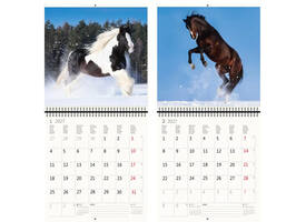 Kalender 2027 Helma 365 30x30cm paarden