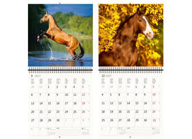Kalender 2027 Helma 365 30x30cm paarden