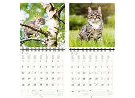 Kalender 2027 Helma 365 30x30cm katten