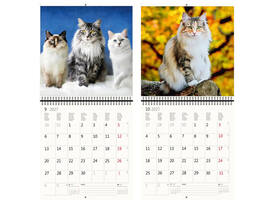Kalender 2027 Helma 365 30x30cm katten