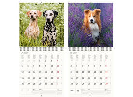 Kalender 2027 Helma 365 30x30cm honden