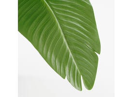 Kunstplant Mica Bananen boom in plastic pot 180x30cm
