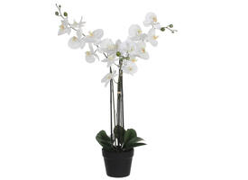 Kunstplant Mica Phalaenopsis orchideeën wit in plastic pot 79x51cm