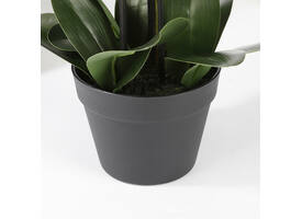 Kunstplant Mica Phalaenopsis orchideeën wit in plastic pot 79x51cm