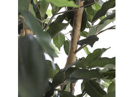 Kunstplant Mica Ficus groen in plastic pot Ø85 150cm
