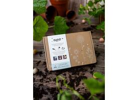 Giftbox Blossombs wilde bloemzaden box à 7 zaadbommetjes